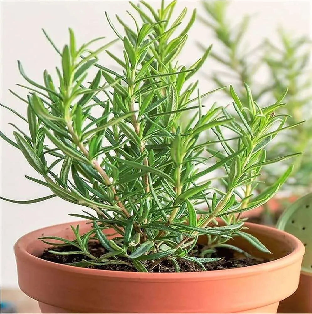 Rosemary